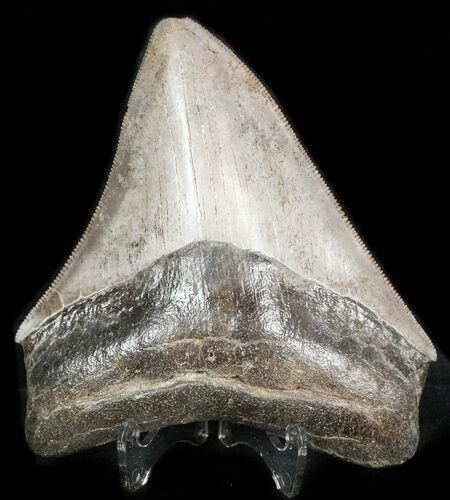 Brown, Serrated, Megalodon Tooth - Georgia #45816